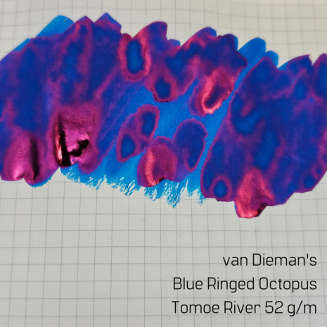 Van Dieman&#039;s Blue Ringed Octopus - inksample